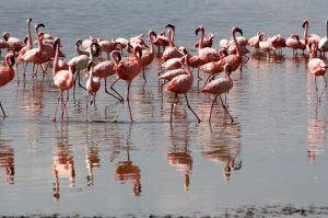 Flamingos on Lake Nakuru  Kenya